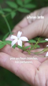 Comment tailler un jasmin ?