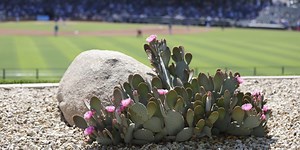 What to know about Rangers Spring Training
