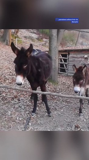 Donkey Problem Solving - Clever Donkey Finds a Way | Funny Animal Video