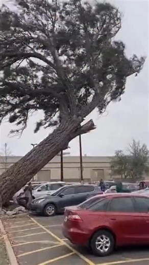 32K views · 64 reactions | Huge tree crashes onto parking lot — cars crushed, no one hurt A massive tree suddenly fell across a busy parking lot, smashing several cars. People nearby froze in shock, but miraculously, no one was injured. Nature decided to remind everyone who’s boss. #wow #ai #fail #really #crash #treefall #parkinglot #accident #nature #shock #lucky #shit #sos #cars #car | The.worldai | Facebook