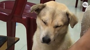 Sleepy dog struggles to stay awake while watching TV