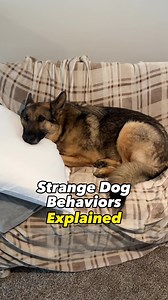 9.2M views · 295K reactions | Strange Dog Behaviors Explained 易 Audio credit @milliethenoodlehorse #germanshepherd #dog #dogs | Best Boy Benson | Facebook