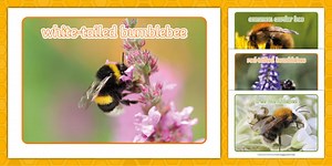 Types of Bees Photo Pack