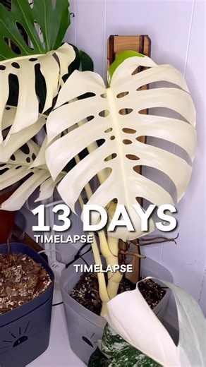 This is the December 2025 timelapse for this Monstera Albo. Something I noticed with this timelapse is how relatively still the white leaves are when they unfurl compared to ones that are green. The green leaves have a lot more movement as they unfurl responding to the light. I have always loved watching the leaves “dance” in my timelapses but this leaf was very still comparatively. 🔗 Comment LINK if you are curious about trellis, fertilizer, lights etc. #monsteraalbo #planttimelapse #houseplan