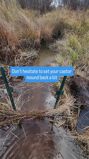 Don’t be afraid to build your castor mound sets a little farther back. This often helps draw a more confident approach from an investigating beaver. #Maine #Outdoors #Trapping #Beaver #WildlifeConservation | Pine State Trapper