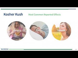 Strain Spotlight: Kosher Kush - WeGROW Cannabis Genetics