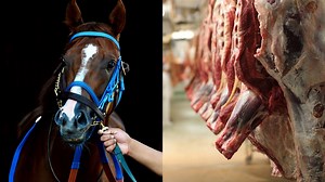 Queensland Abattoir Accused of Slaughtering an Estimated 500 Horses a Month