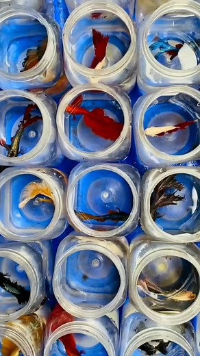 thai betta fish 🙆 #fighterfish #bettafish #dilshanfighterfishfarm #khdilshan