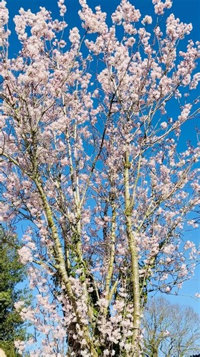 The Simple Joy of a Cherry Blossom Tree in Your Garden 🌸 #england