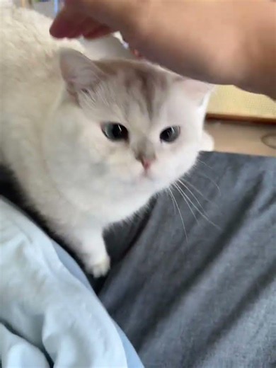 ふわふわの三毛猫ちゃんの優しい鳴き声が癒しすぎる。 #cat #purrfection