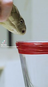 Venom extraction from a cobra which is used for many different medical purposes. | Critters Of The World & Southern Outdoor Education