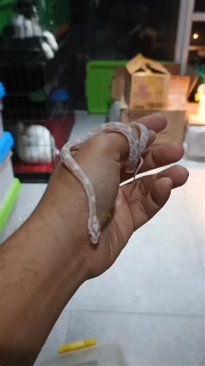 Pangihutan Lumban Tobing | Snow Ball python & cornsnake, dua jenis ular yang paling bersahabat untuk pemula! 🐍✨ Karakter tenang, perawatan mudah, dan warna yang... | Instagram