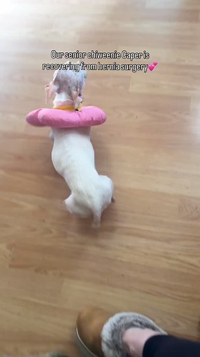 2K views · 84 reactions | Our senior chiweenie Caper is recovering well from surgery to repair her bilateral inguinal hernia. She wanted to update her fan’s that she’s feeling really well today! #chiweenie #seniordogsrule #chihuahuas #chiweenies #funnydogs #seniordogs | Caperthegremlin | Facebook