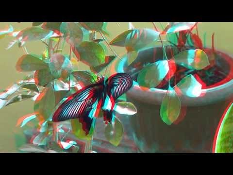 The butterflies 3D anaglyph Full HD 1080p