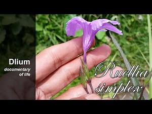 Mexican ruellia (Ruellia simplex)