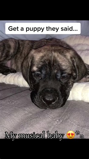 ❤️🐾 #englishmastiff #em #mastiff #squishy #fyp #fypシ #fypage #woof #bear #lapdog #bigdog #dogsoftiktok #hercules #dogsoftiktokviral #sandlot #dogsoftiktokviral🐶🦮 #sweetboy #bigbaby #mastiffsoftiktok #mastiffs #mastifflover #squishyface #jowls #onthisday