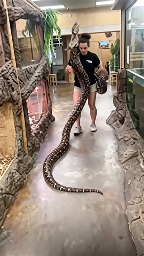 Massive python meets other giant pythons for the first time