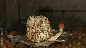 mushrooms growing with pf tek time lapse