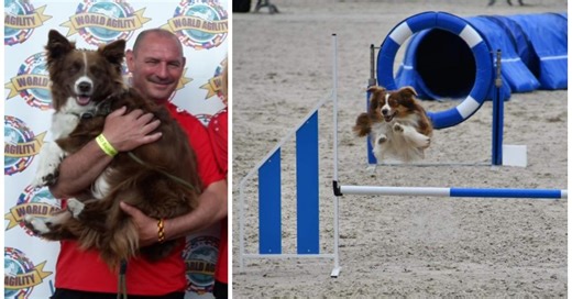Le gratin des chiens sportifs à Boussu pour la finale du championnat de Belgique d’agility dog : « Il y aura plus de 80 compétiteurs »