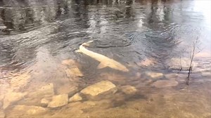 The annual sturgeon spawning run never fails to amaze onlookers. Kurt captured video of this rare white-colored sturgeon in the Wolf River. • Send us your photos and videos here: http://bit.ly/2IX1hpT | WLUK-TV FOX 11
