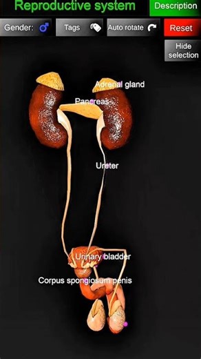 representative system of male / excretion of urine pathway in animation#educational #anatomy #doctor