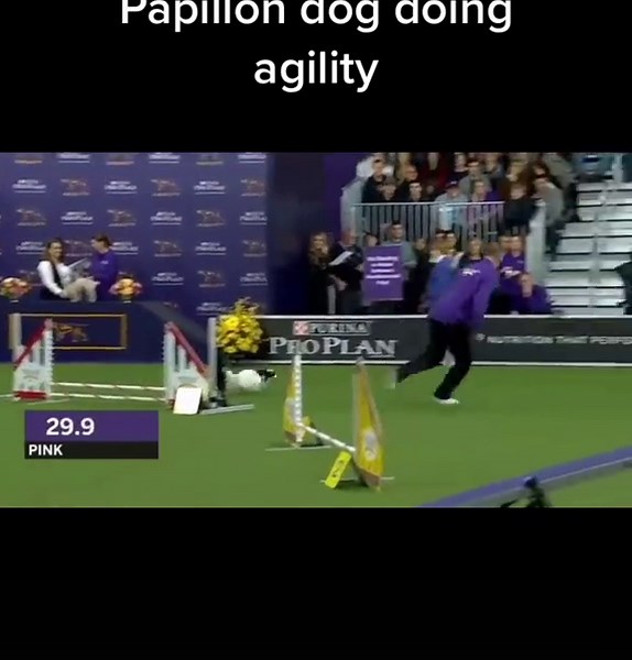 Amazing!cute doggie papillon do agility competition #dogagility #dogtraining #dogcontest #pets #dog #dogvideos