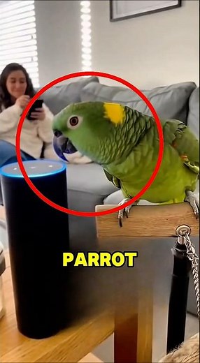 ALEXA LOST HER BOYFRIEND TO SIRI😳😂