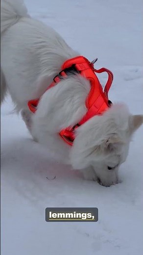 Apex Predator: The Arctic Fox in Action | 4K Wildlife Documentary