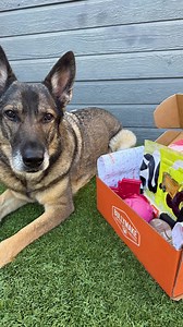 "If you love your dog, give them a Bullymake Box!" Made with safe, non-toxic materials, these tough toys and delicious treats are built just for power chewers. 💪 Keep them happy, healthy, and entertained! 🐾🎁 | BULLYMAKE