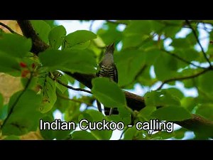Indian Cuckoo - calling | Indian Cuckoo song | cuckoos of India