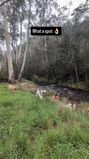 Pack Goats Australia on Instagram: "There is just something about rivers in the high country that soothes the soul ✨ #packgoatsaustralia #packgoats #goats #packgoat #goatsofinstagram #goat #hiking #nationaltrail #packgoatgear #GetOutdoorsAndTrek #greatdividingrange #highcountry #visitgippsland #themiddleofeverywhere #throughhike"