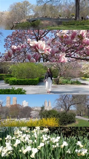 New York comes alive again when the flowers bloom in Central Park