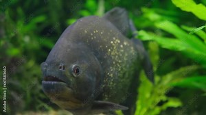Close-up of piranhas in the pond. Pygocentrus nattereri. Predatory fish living in the fresh waters of South America