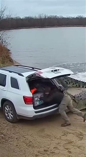 Crocodiles Can Run THIS Fast on Land? 🐊 #Shorts