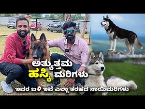 ಅತ್ಯುತ್ತಮ ಹಸ್ಕಿ ಮರಿಗಳು Best Husky puppies in Bangalore | Divya's Kennel | Kannada Vlogs