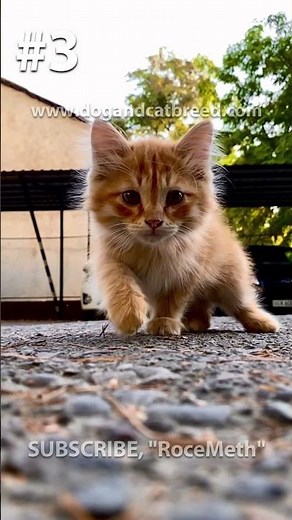 3 reasons why your cat is shaking #shorts