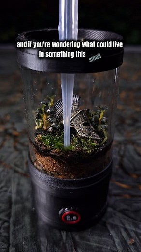 6.8K views | Turning This TINY Terrarium Into A Mighty Ecosystem! 者 | Bantam.Earth | Facebook