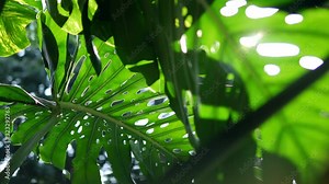 Tropical leaves Monstera exotic plant swaying in wind against sunlight with sunbeam and sun flare, nature green rainforest background.
