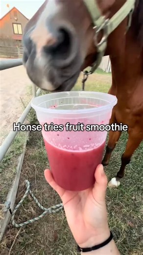 the horse and donkey stables sanctuary on Instagram: "Rohan enjoyed his apple and blackberry smoothie! #horses #horse #horsetok #fyp #foryou"