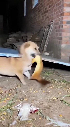 21K views · 541 reactions | Dog Vs Weasel  #winter #fblifestylechallenge #fblifestylelife | Mainas Livestock Production And Marketing Ltd | Facebook