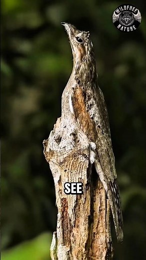 This Bird Hides in Plain Sight