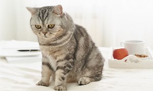 How to Tell if Your Cat Has a Fever Without a Thermometer?