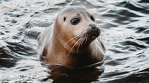 Des milliers de phoques et 3 nouvelles espèces de requins recensés dans la Tamise