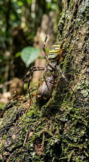 Spider vs Bombardier Beetle 🕷️💥 Explosive Defense Caught on Camera!