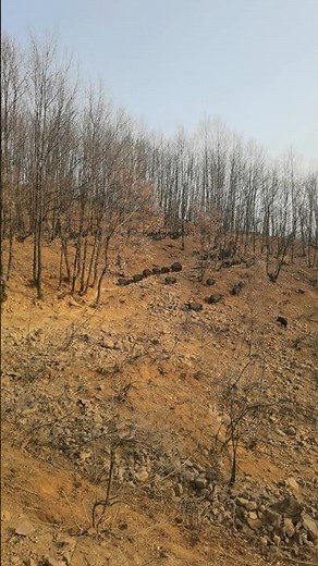 Fantastic Wild Boar Very Much! 🐗✨ #wildlife #nature #boar