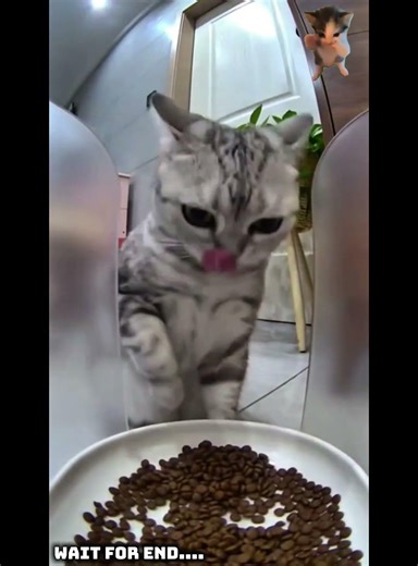This Cats very crazy🤣🤣 #capcut #viral #funny #fypシ #cat #funnycats #trending #memes #plsviral #like