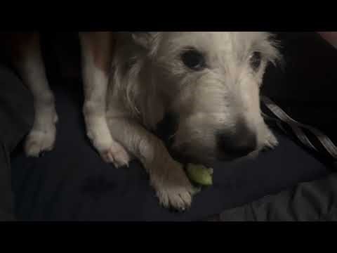 Jack Russell and spaniel cucumber Sunday