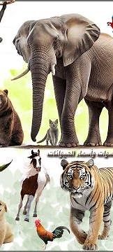 Animal Sounds Alphabetic in Google Play NOW