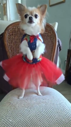 DANCING IN MY RED CHRISTMAS DRESS.