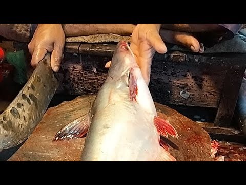 🔴Live Fresh Fish Cutting & Washing | Street Market Live